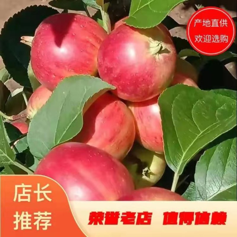 海棠果正在上市中欢迎各大老板过采购苹果多多