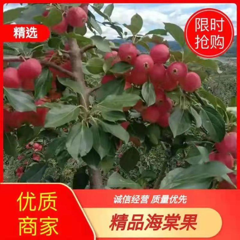 海棠果正在上市中欢迎各大老板过采购苹果多多