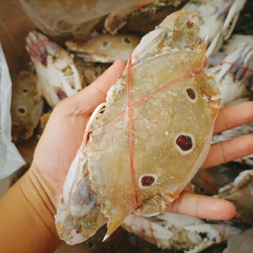 三点红膏蟹，三目母蟹，深海红星梭子蟹，餐厅酒店一件代发