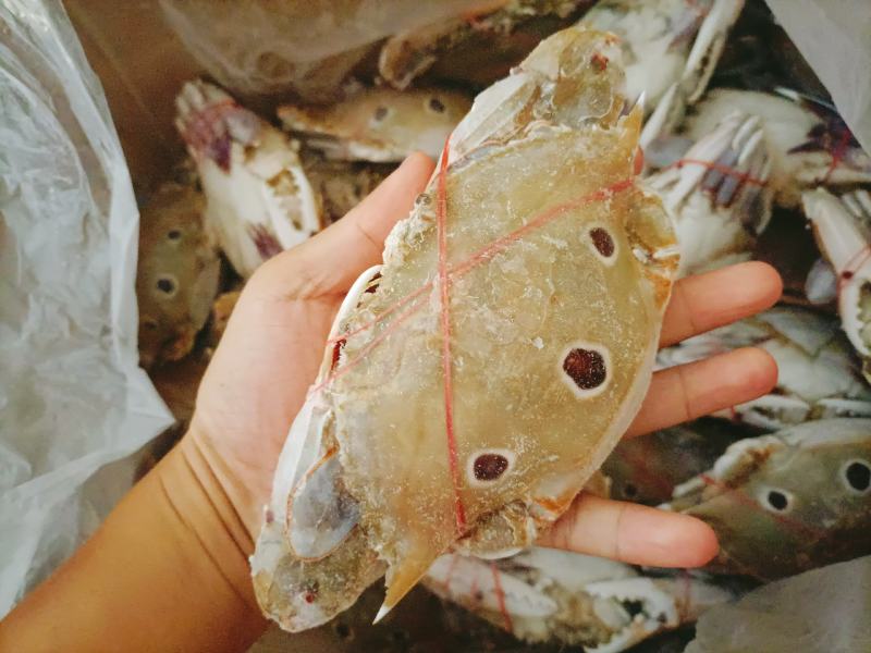 三点红膏蟹，三目母蟹，深海红星梭子蟹，餐厅酒店一件代发