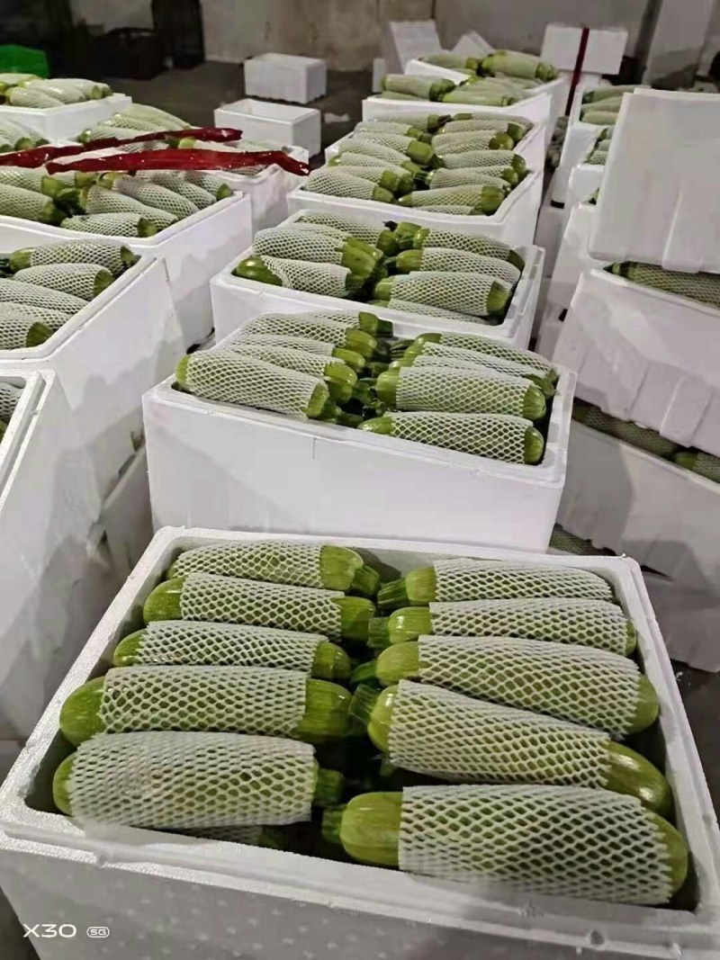河北永年西葫芦质量好量大从优打包一条龙服务