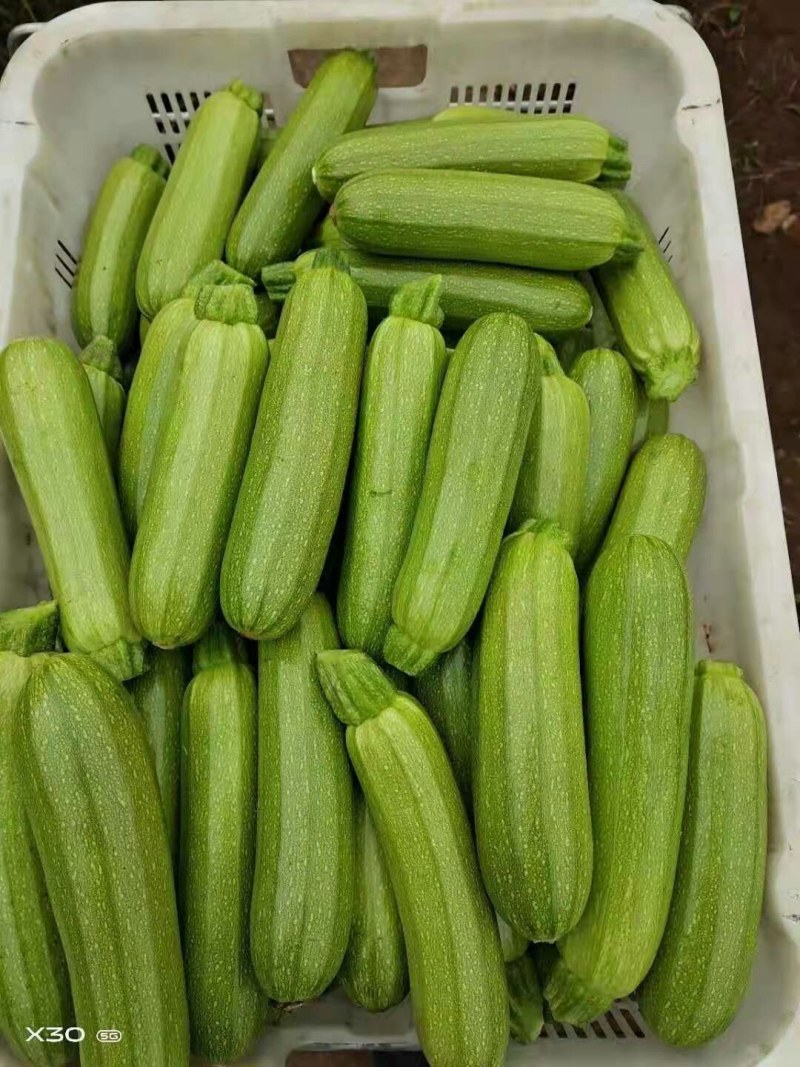 河北永年西葫芦质量好量大从优打包一条龙服务