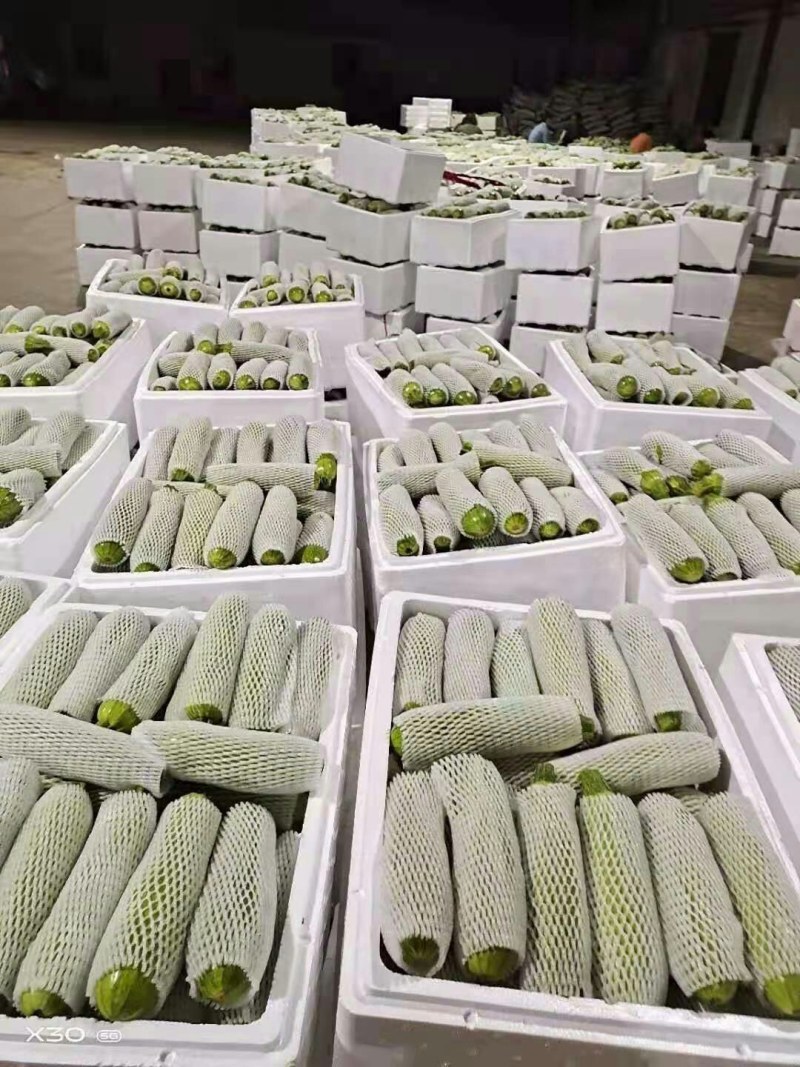 河北永年西葫芦质量好量大从优打包一条龙服务
