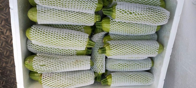 河北永年西葫芦质量好量大从优打包一条龙服务