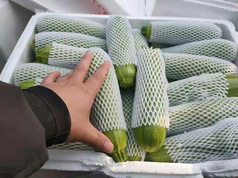 河北永年西葫芦质量好量大从优打包一条龙服务