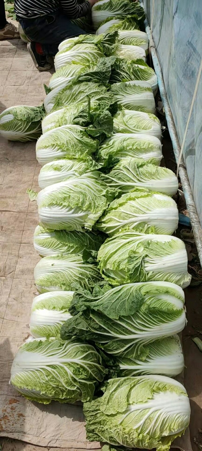 河北黄心大白菜质量好，无虫眼，需要的联系了