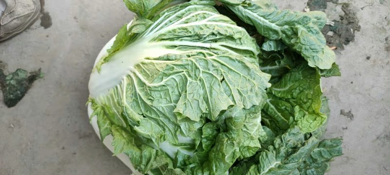 河北黄心大白菜质量好，无虫眼，需要的联系了