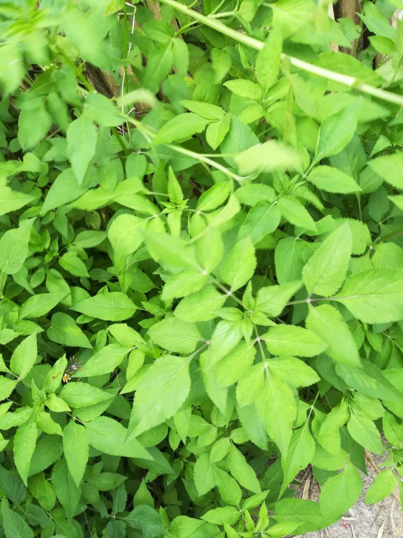 鬼针草金盏银盘野生干货