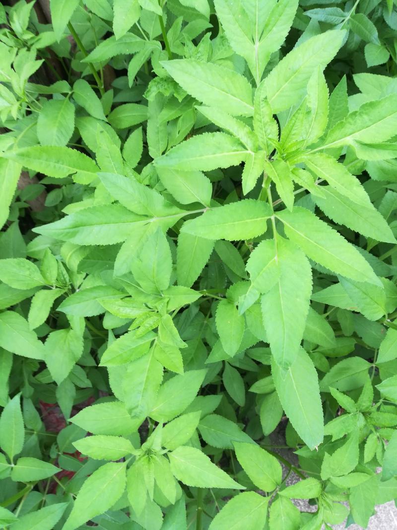 鬼针草金盏银盘野生干货