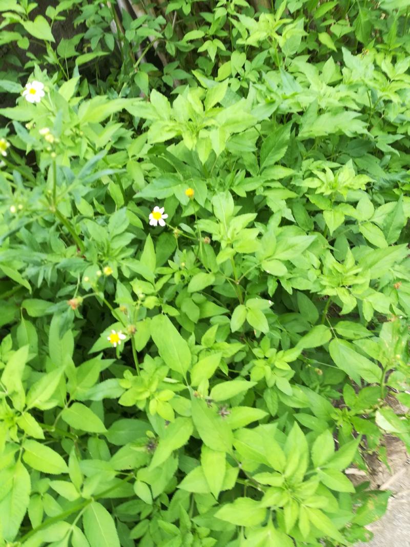 鬼针草金盏银盘野生干货