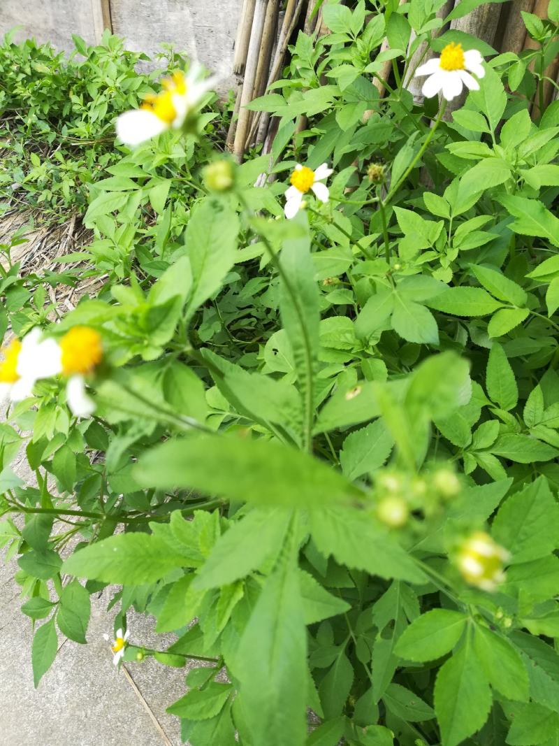鬼针草金盏银盘野生干货