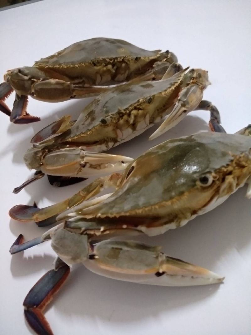 三点红膏蟹，三目母蟹，深海红星梭子蟹，餐厅酒店一件代发