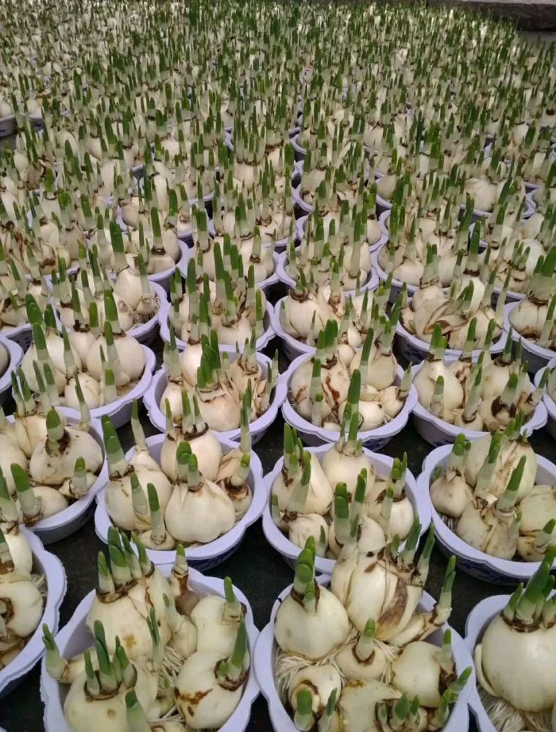 水仙花盆栽绿植冬季年宵花卉酒杯金盏漳州水仙花