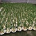 水仙花盆栽绿植冬季年宵花卉酒杯金盏漳州水仙花