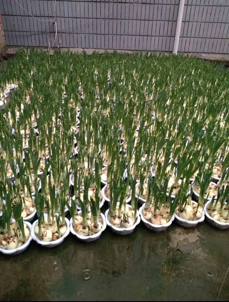 水仙花盆栽绿植冬季年宵花卉酒杯金盏漳州水仙花