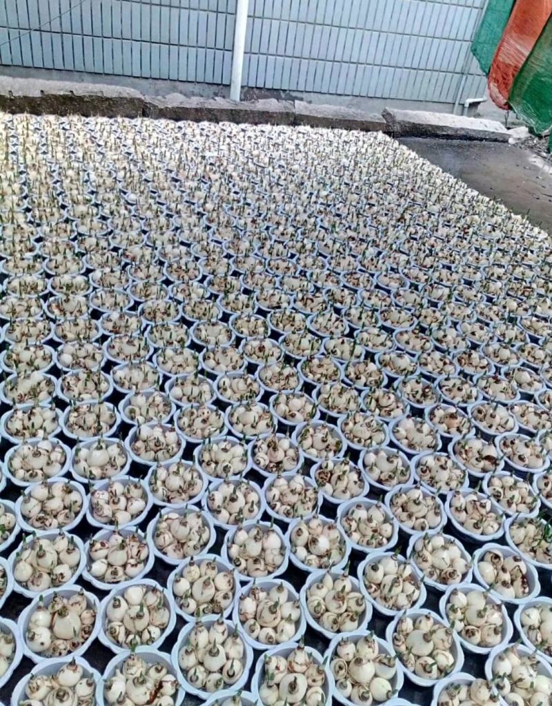 水仙花盆栽绿植冬季年宵花卉酒杯金盏漳州水仙花