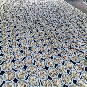水仙花盆栽绿植冬季年宵花卉酒杯金盏漳州水仙花