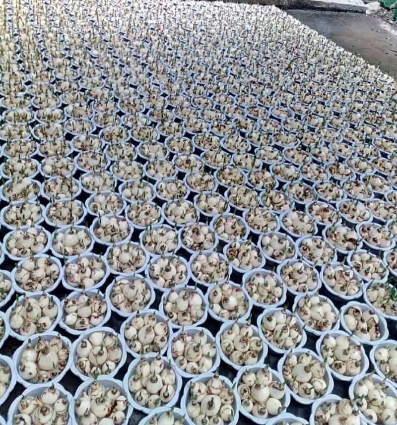 水仙花盆栽绿植冬季年宵花卉酒杯金盏漳州水仙花