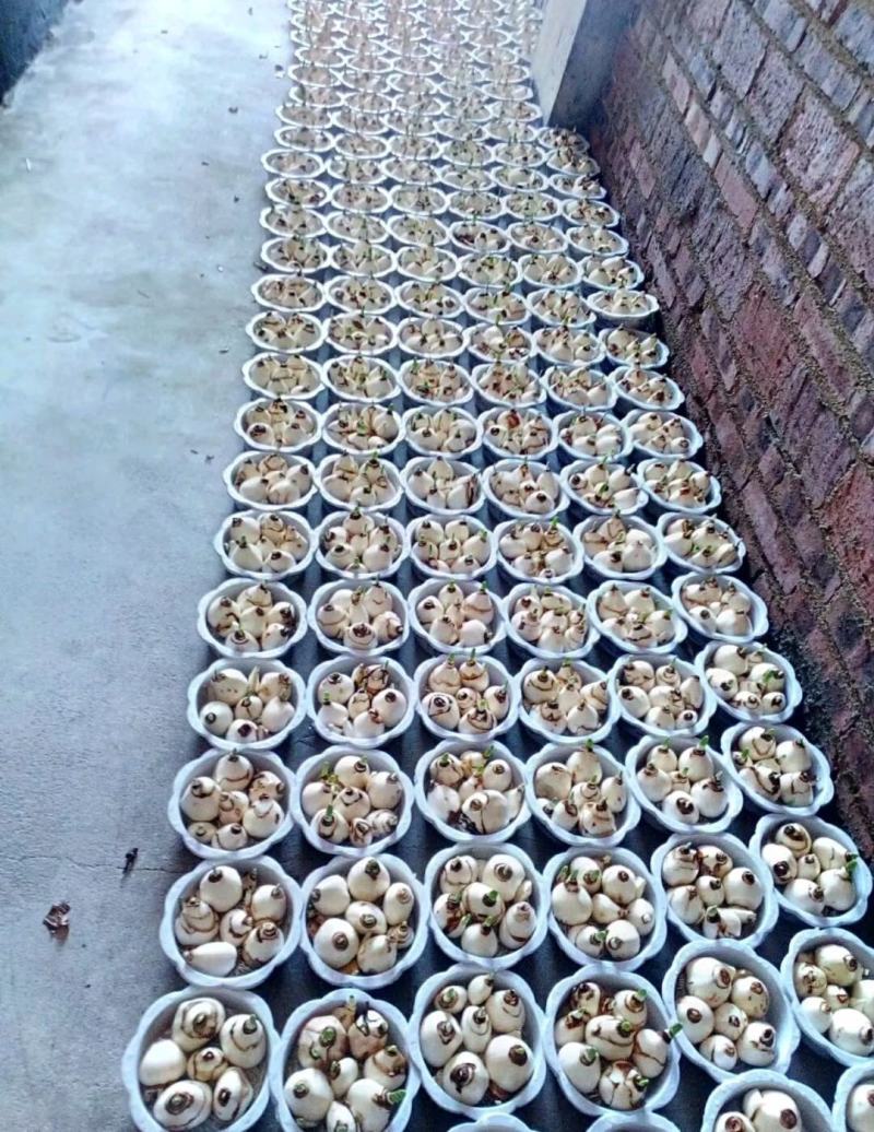 水仙花盆栽绿植冬季年宵花卉酒杯金盏漳州水仙花