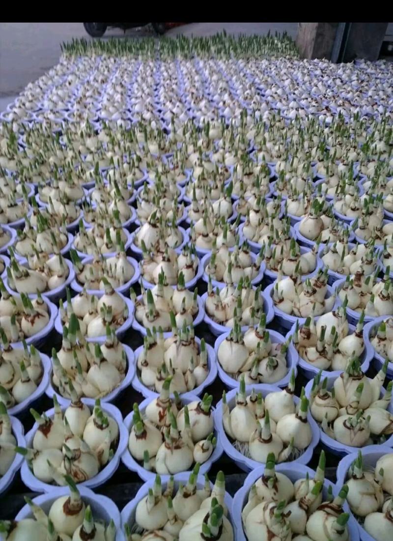 水仙花盆栽绿植冬季年宵花卉酒杯金盏漳州水仙花
