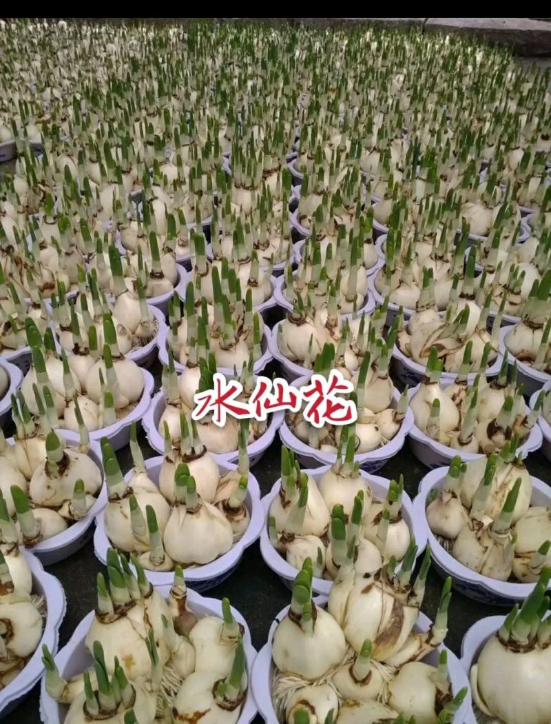 水仙花盆栽绿植冬季年宵花卉酒杯金盏漳州水仙花