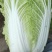 河北黄心大白菜质量好，无虫眼，需要的联系了