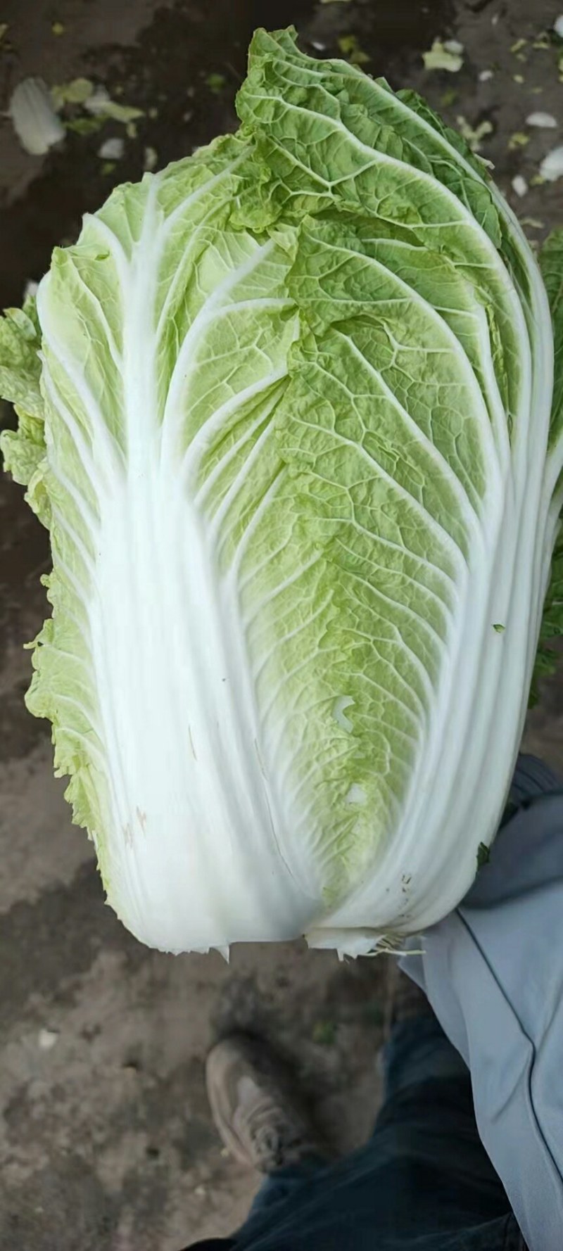 河北黄心大白菜质量好，无虫眼，需要的联系了