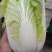 河北黄心大白菜质量好，无虫眼，需要的联系了