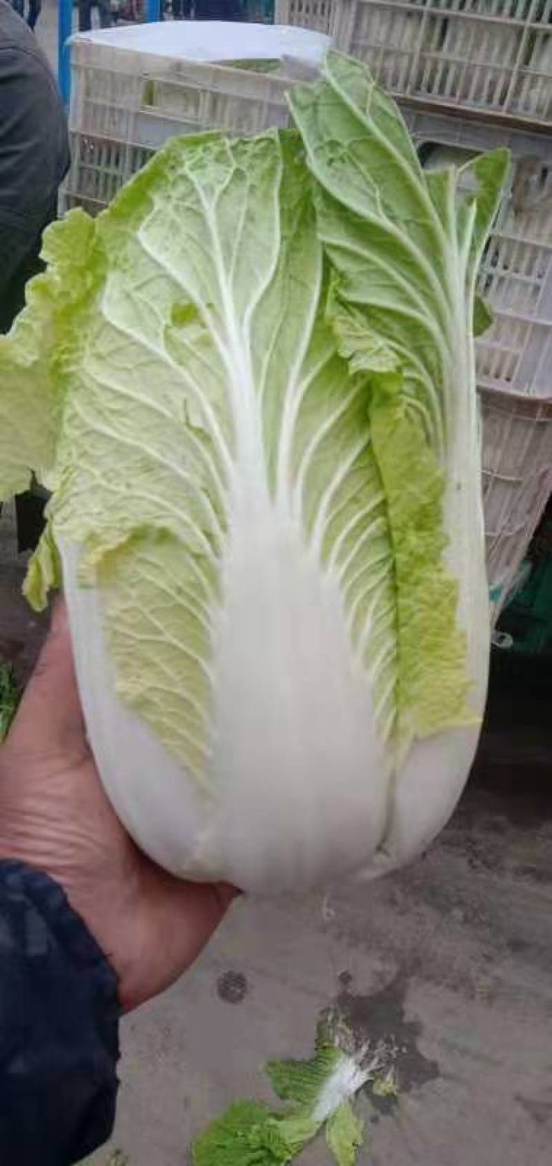 河北黄心大白菜质量好，无虫眼，需要的联系了