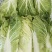 河北黄心大白菜质量好，无虫眼，需要的联系了