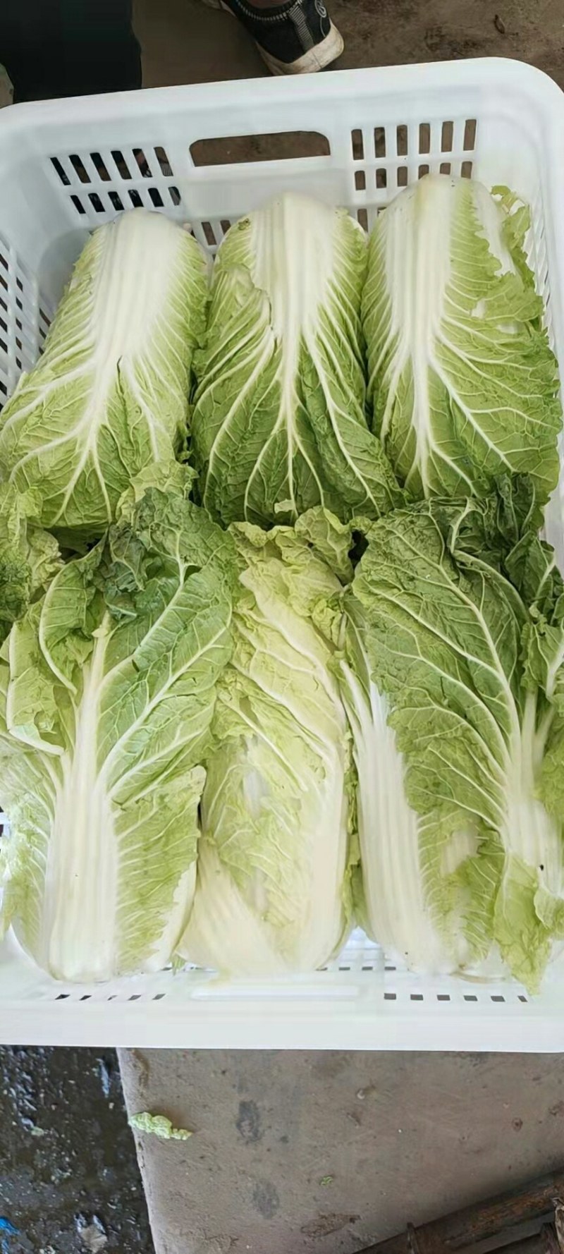 河北黄心大白菜质量好，无虫眼，需要的联系了