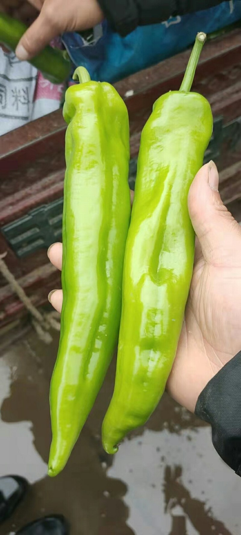 精品尖椒袋装，箱装，各种打包，需要的老板咨询了