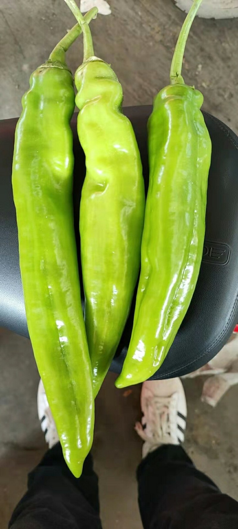 精品尖椒袋装，箱装，各种打包，需要的老板咨询了