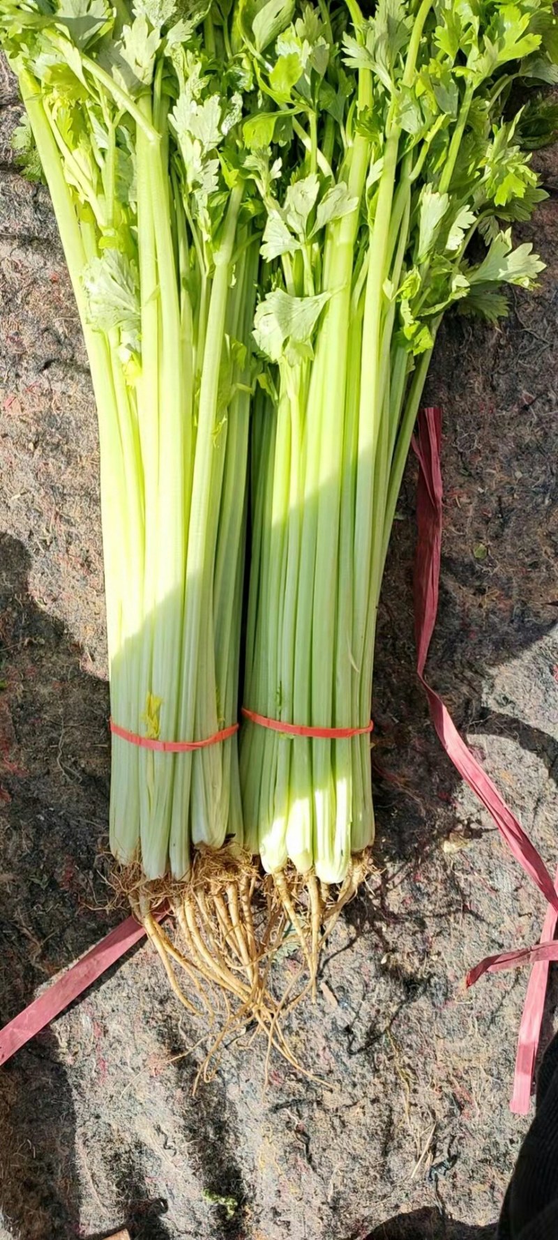 河北优质香芹质量好，价格优欢迎各地老板来电咨询