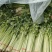 河北优质香芹质量好，价格优欢迎各地老板来电咨询