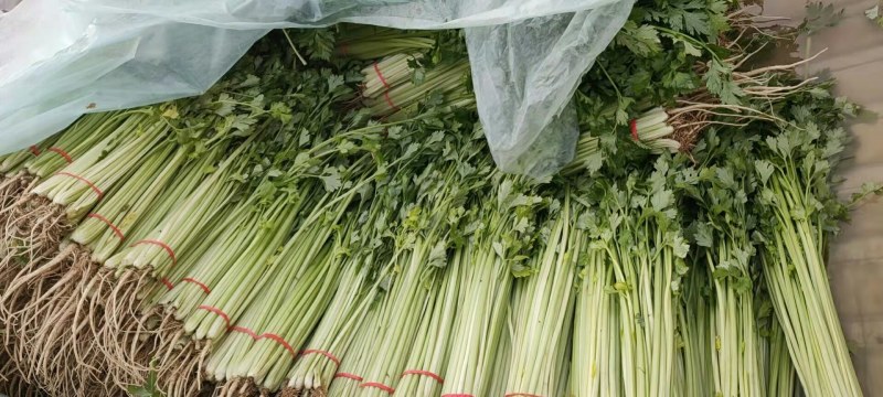 河北优质香芹质量好，价格优欢迎各地老板来电咨询