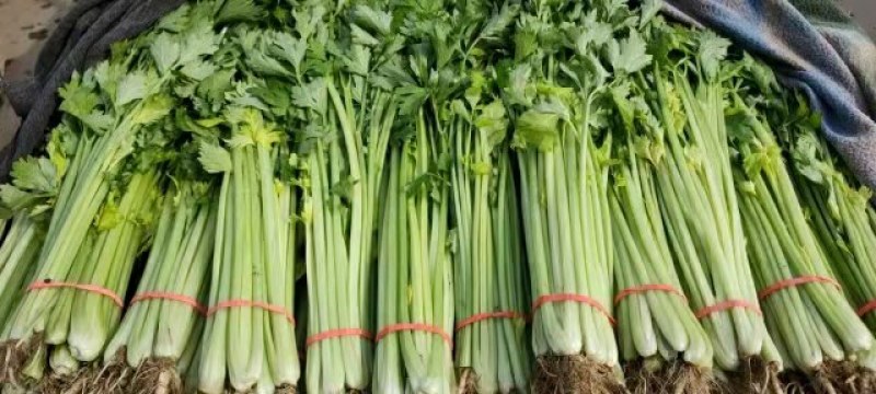 河北优质香芹质量好，价格优欢迎各地老板来电咨询
