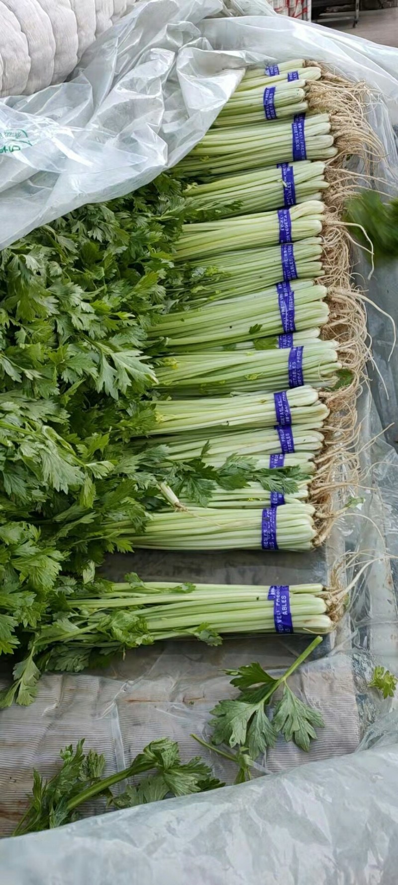 河北优质香芹质量好，价格优欢迎各地老板来电咨询