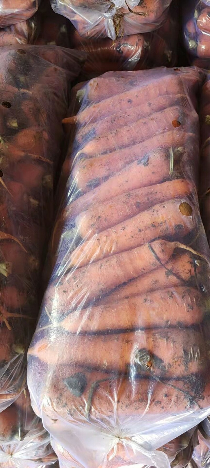 精品红萝卜泥萝卜质量好量大欢迎各地老板咨询