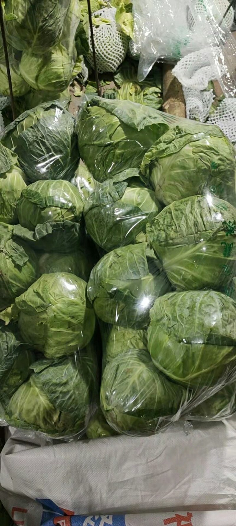 【河北】精品甘蓝产地直销大量上市欢迎咨询