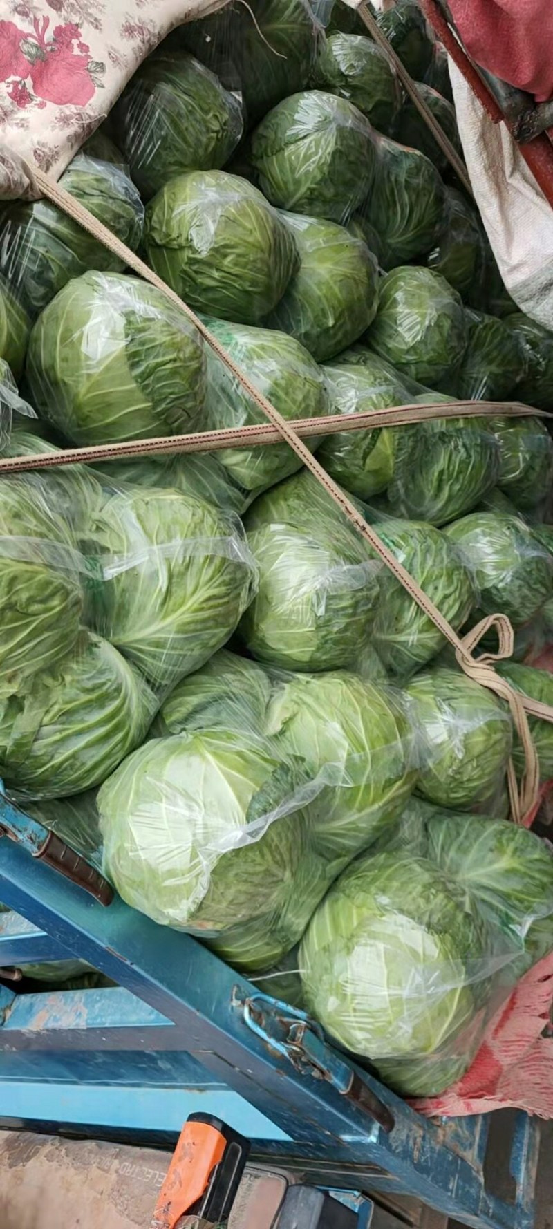 【河北】精品甘蓝产地直销大量上市欢迎咨询