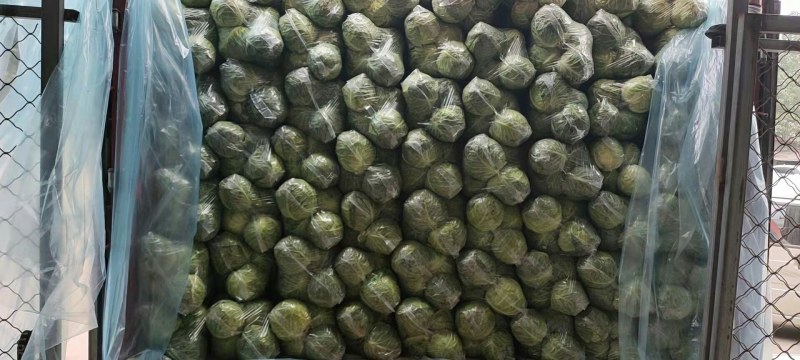 【河北】精品甘蓝产地直销大量上市欢迎咨询