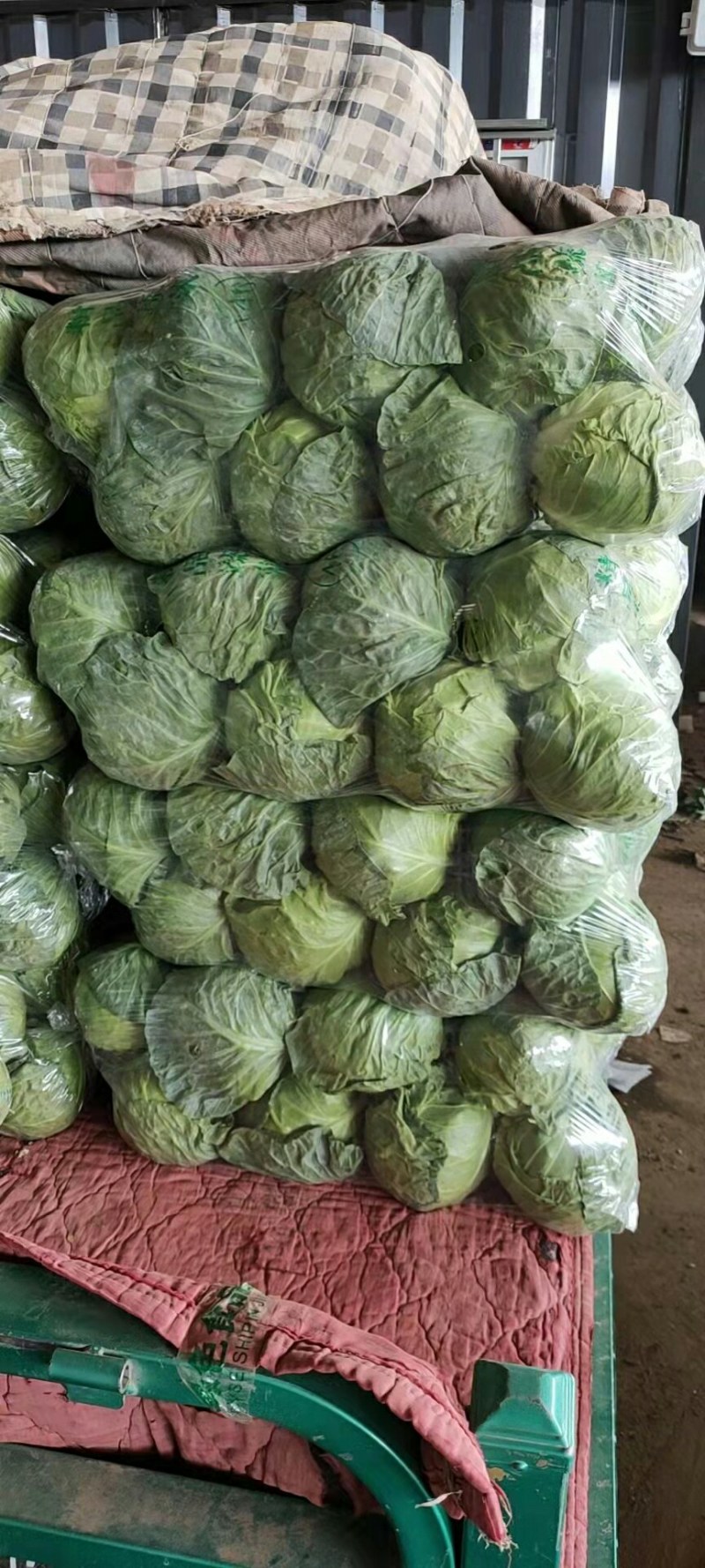 【河北】精品甘蓝产地直销大量上市欢迎咨询