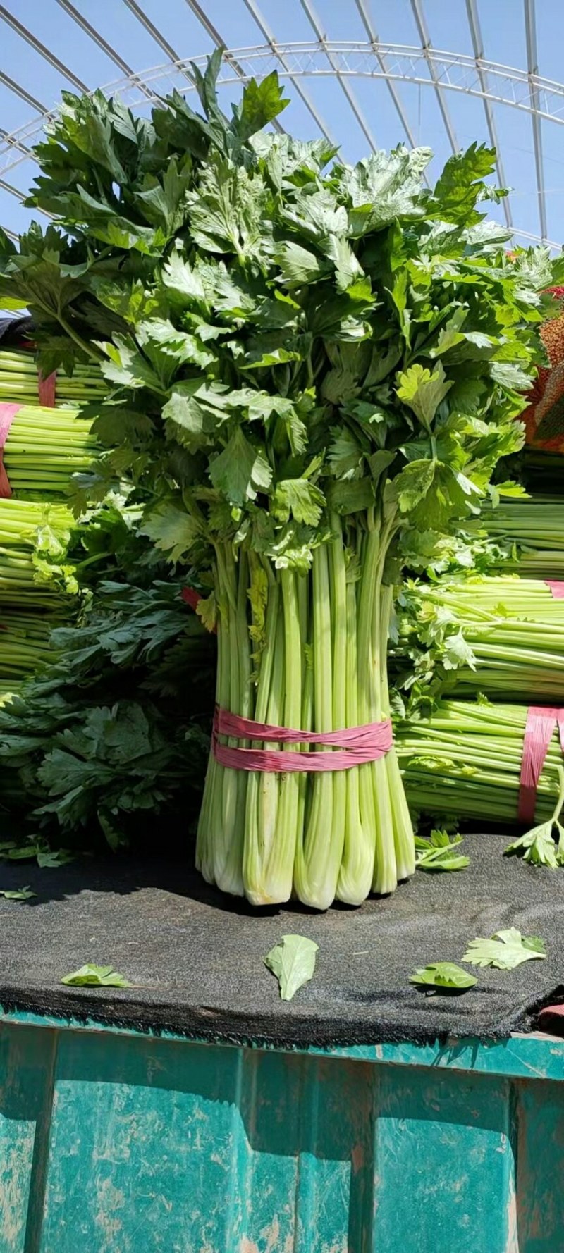 河北精品芹菜细棵无空心价格优质量好产地直发