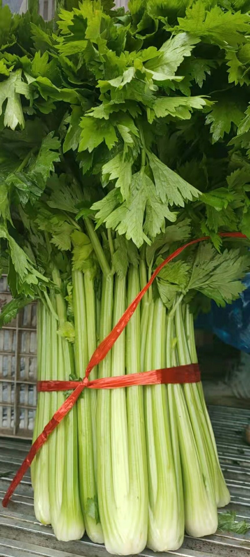 河北精品芹菜细棵无空心价格优质量好产地直发