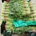 河北精品芹菜细棵无空心价格优质量好产地直发