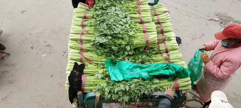 河北精品芹菜细棵无空心价格优质量好产地直发