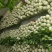 河北精品芹菜细棵无空心价格优质量好产地直发