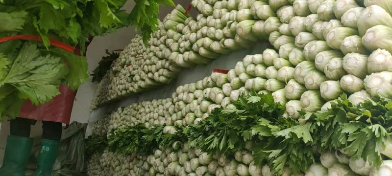 河北精品芹菜细棵无空心价格优质量好产地直发