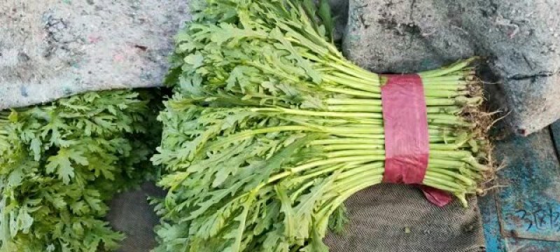 【河北精品茼蒿】新鲜质量好品质保证